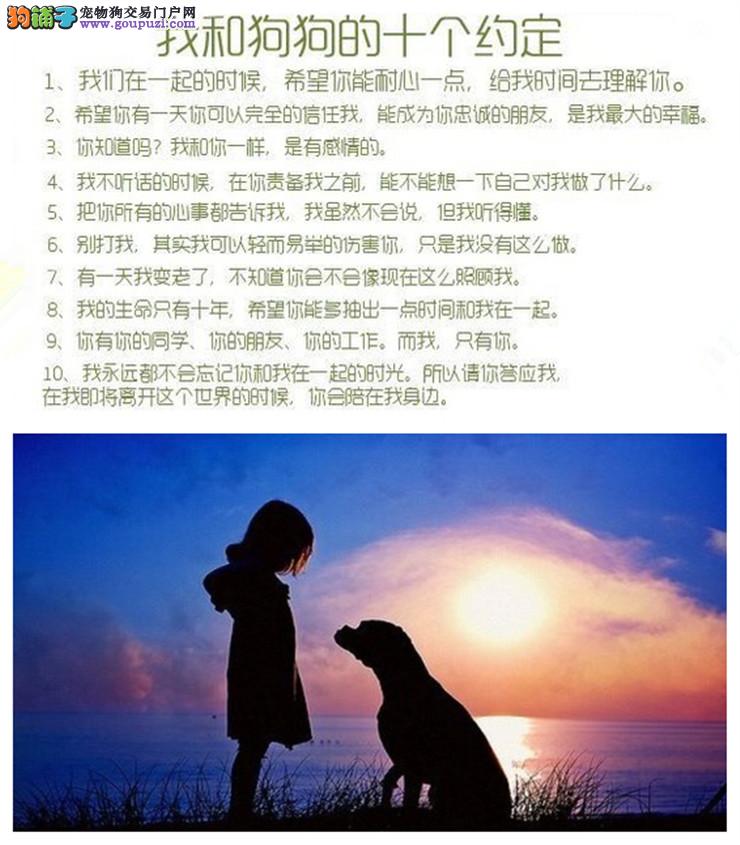 斑点犬 纯种斑点狗 欢迎实地选购 完美售后 可签协议