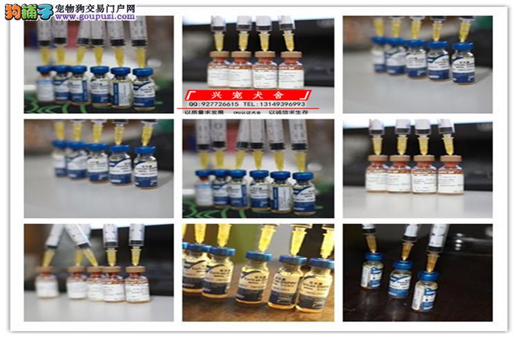 斑点犬 纯种斑点狗 欢迎实地选购 完美售后 可签协议