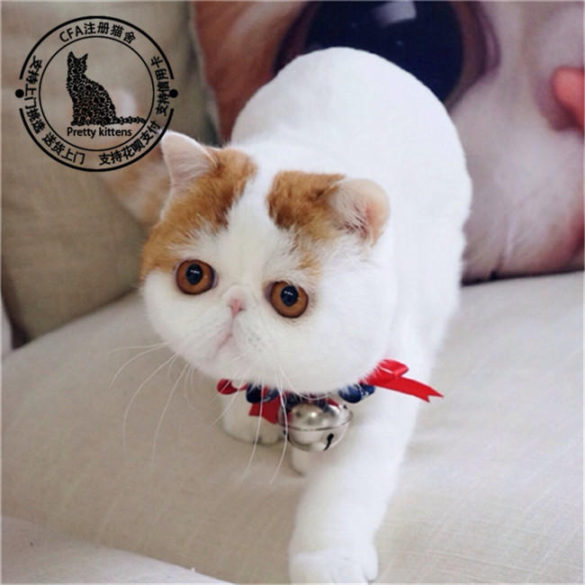 纯种加菲猫幼猫宠物猫活体纯白蓝眼出售异国短毛猫波斯猫幼崽包 _狗