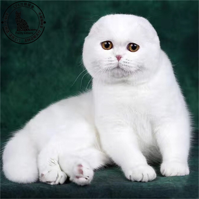 纯种宠物猫咪幼猫活体蓝白猫活体折耳短毛英国猫咪加菲布偶猫咪