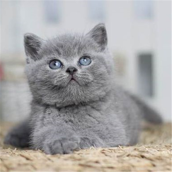 猫舍出售纯种健康 英国蓝猫 蓝胖子 蓝白蓝猫净梵高地