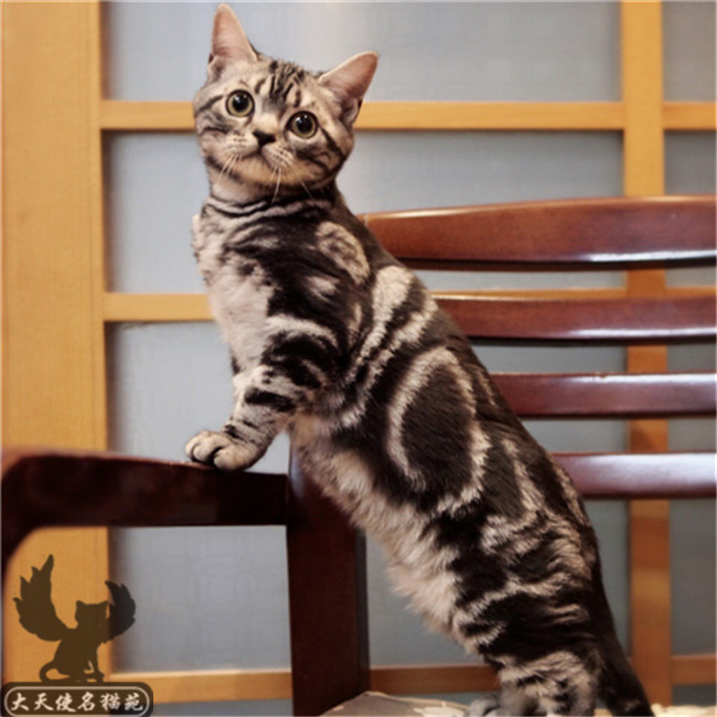 美短银虎斑宠物猫活体美短幼猫出售家养繁殖纯种美国短毛猫