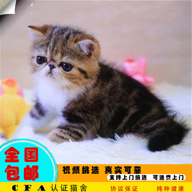 出售纯种加菲猫异国短毛猫活体家养宠物猫幼崽自家猫舍繁殖