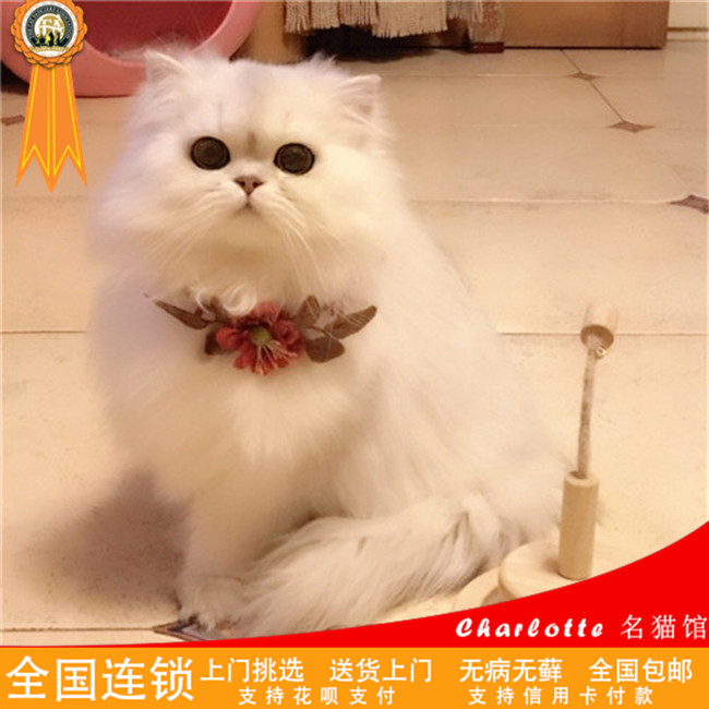 预售金吉拉幼猫白色长毛猫纯种家养折耳高地金吉拉宠物猫活猫咪 _狗