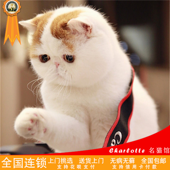 出售纯种cfa血统加菲猫宠物异国短毛猫幼猫幼崽活体黄白梵文