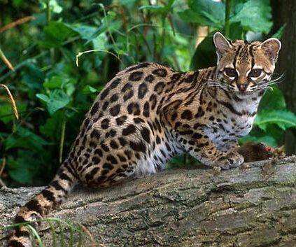 豹猫活体纯种宠物猫幼猫家养孟加拉猫咪幼崽巨型银豹家养空心