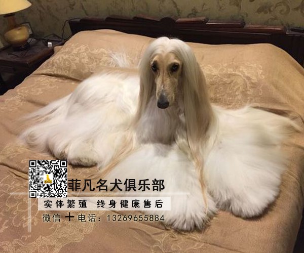 阿富汗猎犬幼犬白色金黄狗狗活物北京出售长毛阿富汗猎犬
