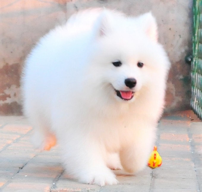 纯种澳版熊版萨摩耶犬纯白色萨摩耶幼犬微笑天使