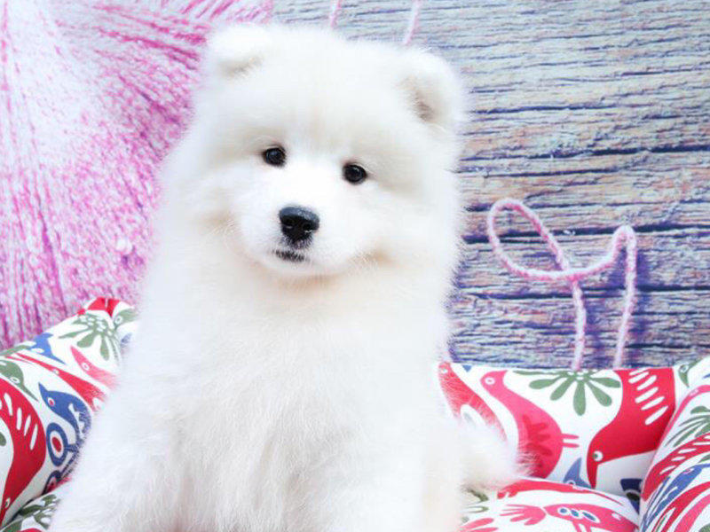 上海萨摩耶犬价格_萨摩耶犬多少钱一只_萨摩耶犬图片