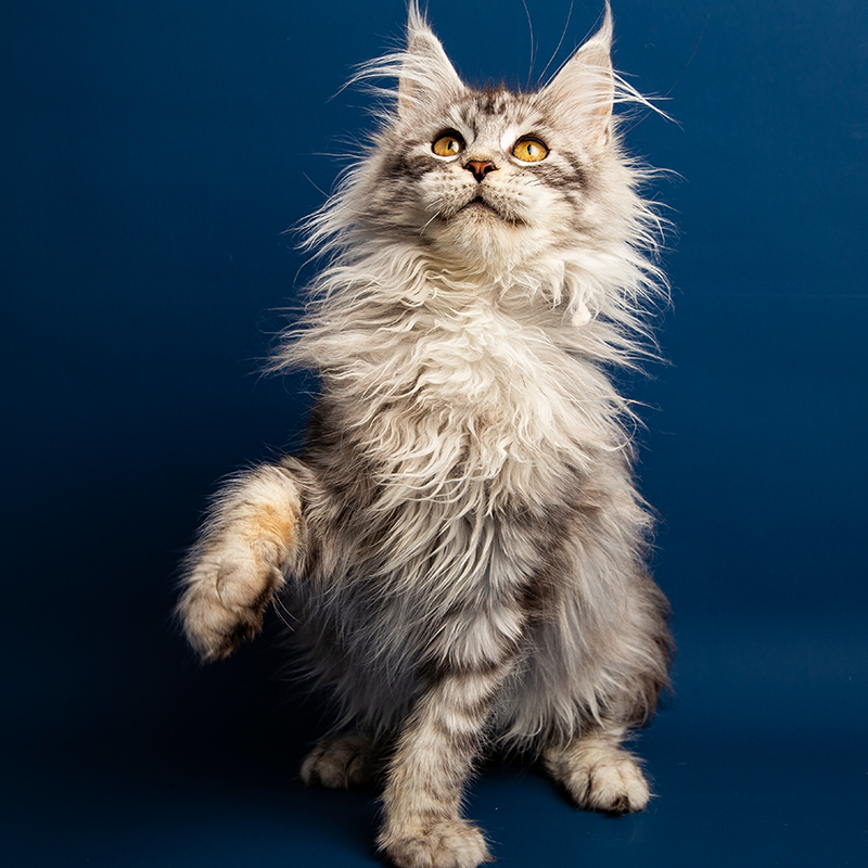 cfa认证 正规猫舍 缅因直销 纯种健康缅因猫 缅因猫幼猫