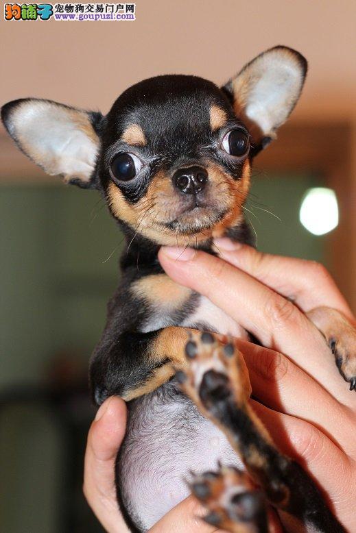 世界最小茶杯犬,墨西哥吉娃娃,苹果头,包活